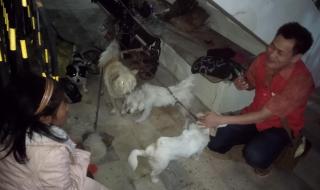 深圳领养狗狗的网站 深圳有几个流浪狗收容所流浪狗救助站的电话请亲们告知